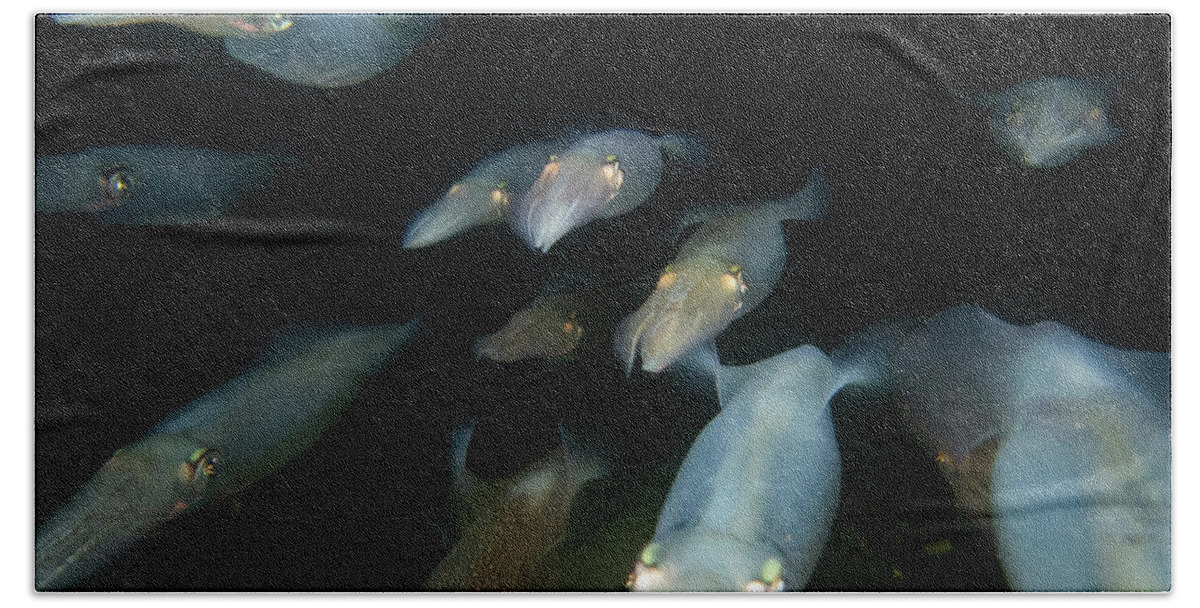 Squid Bath Towel featuring the photograph Longfin Squid in formation by Brian Weber