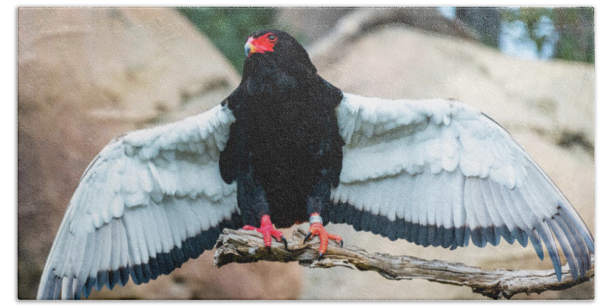 Bateleur Eagle Bath Towel featuring the photograph Look at My Wingspan by David Levin