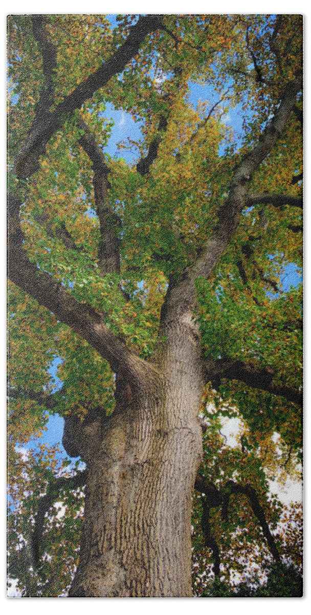Tree Bath Towel featuring the photograph Looking Up by Lora J Wilson