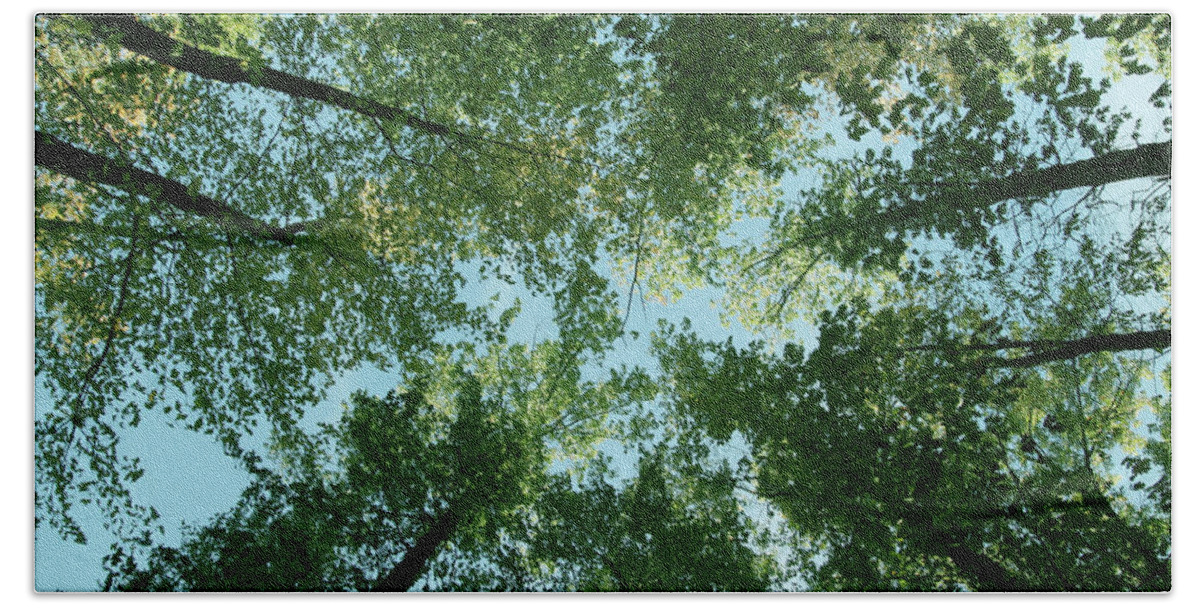 Trees Hand Towel featuring the photograph Looking Up by Terri Harper