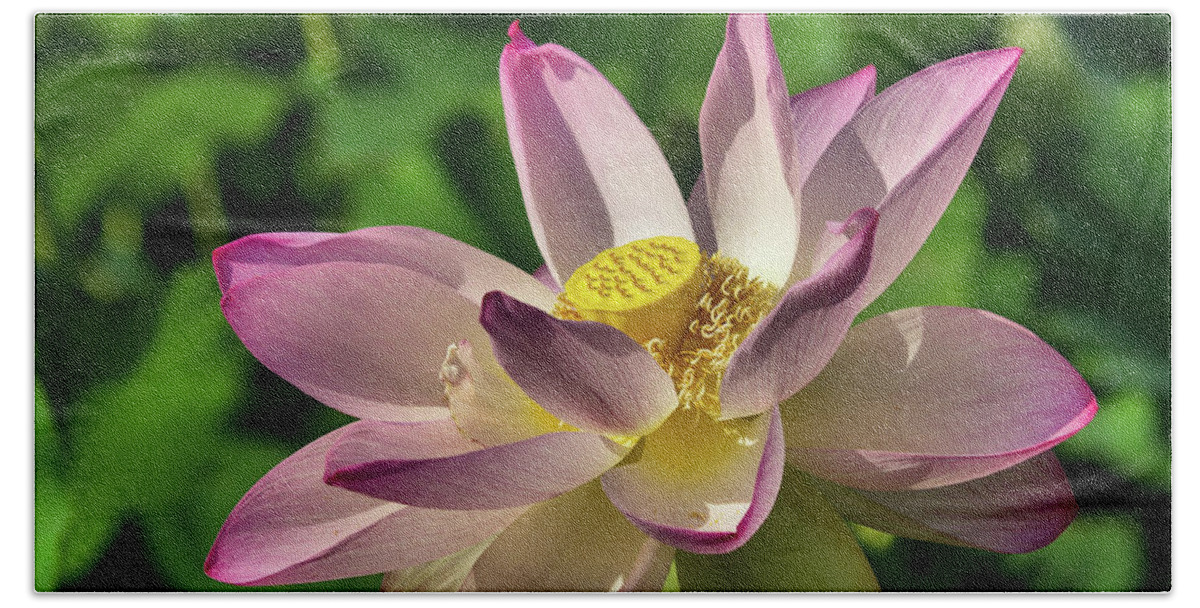 Lotus Bath Towel featuring the photograph Lotus flower 3 by Buddy Scott