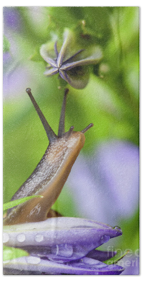 Campanula Bath Towel featuring the photograph Lovely garden snail close up on flower by Simon Bratt