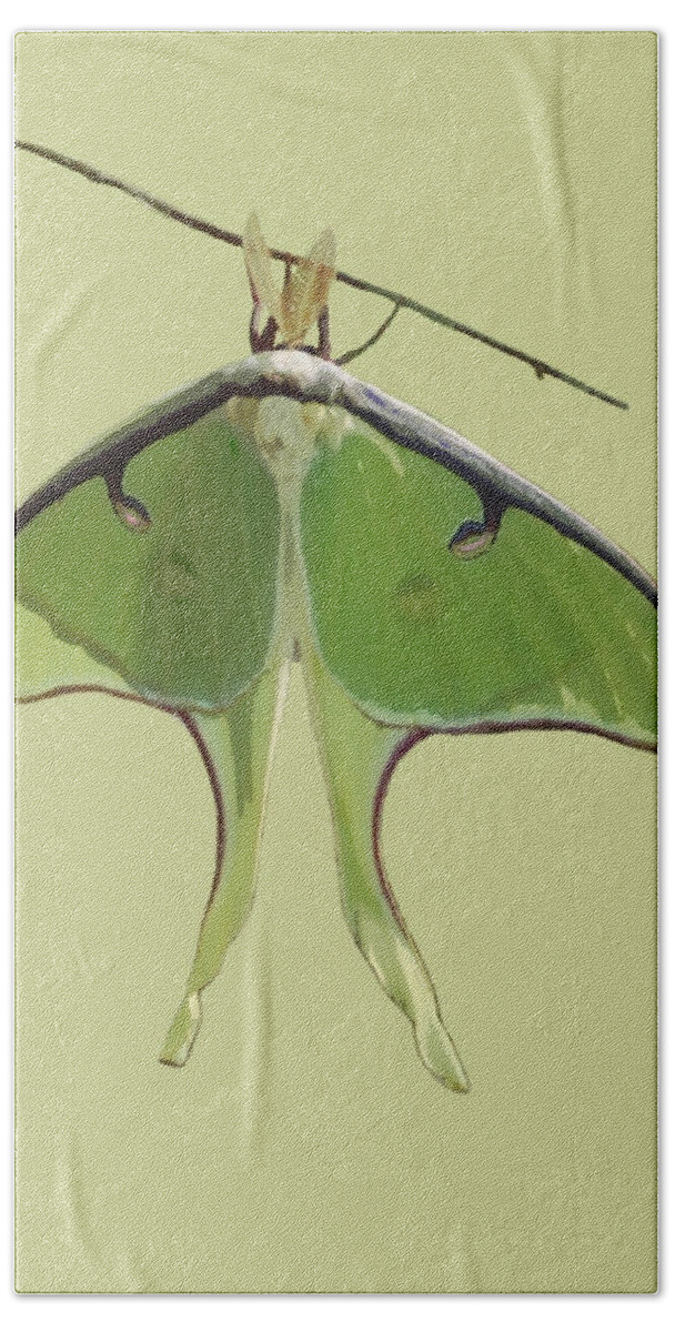Nature Bath Towel featuring the mixed media Luna Moth on Green by Judy Cuddehe