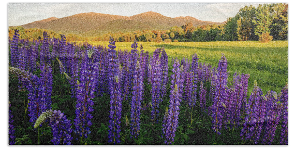Lupine Bath Towel featuring the photograph Lupines of the White Mountains in New Hampshire IV by William Dickman