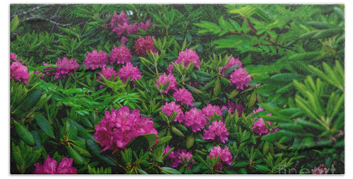 Rhododendron Bath Towel featuring the photograph Luscious Pink Rhododendrons by Shelia Hunt