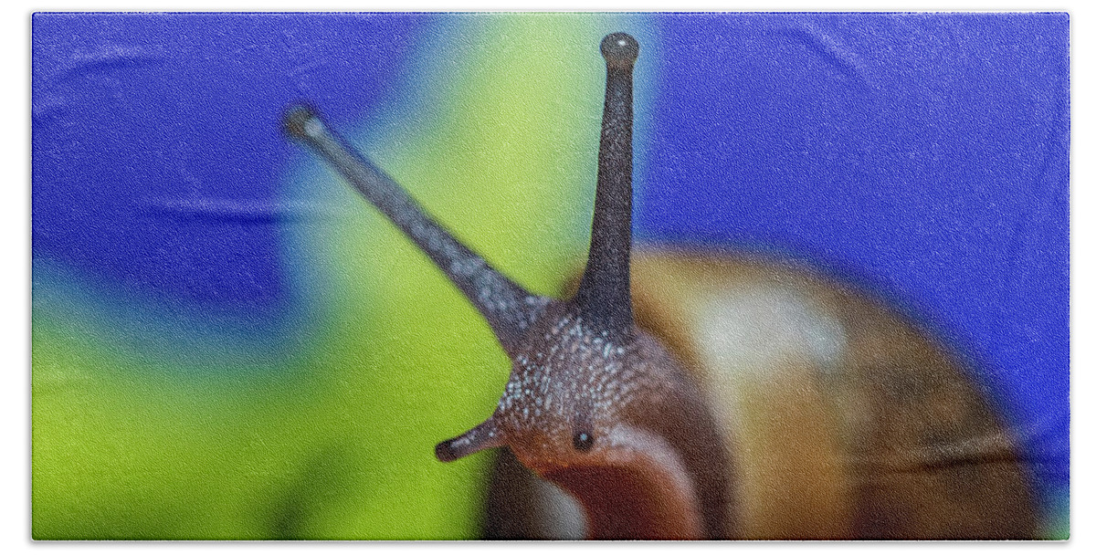 Animals Bath Towel featuring the photograph Macro Photography - Snail by Amelia Pearn