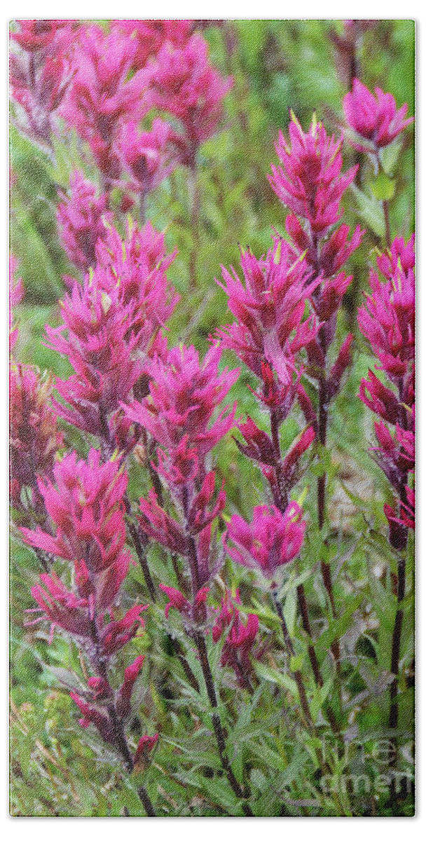 Bloom Hand Towel featuring the photograph Magenta Paintbrush at Mount Rainier National Park by Nancy Gleason