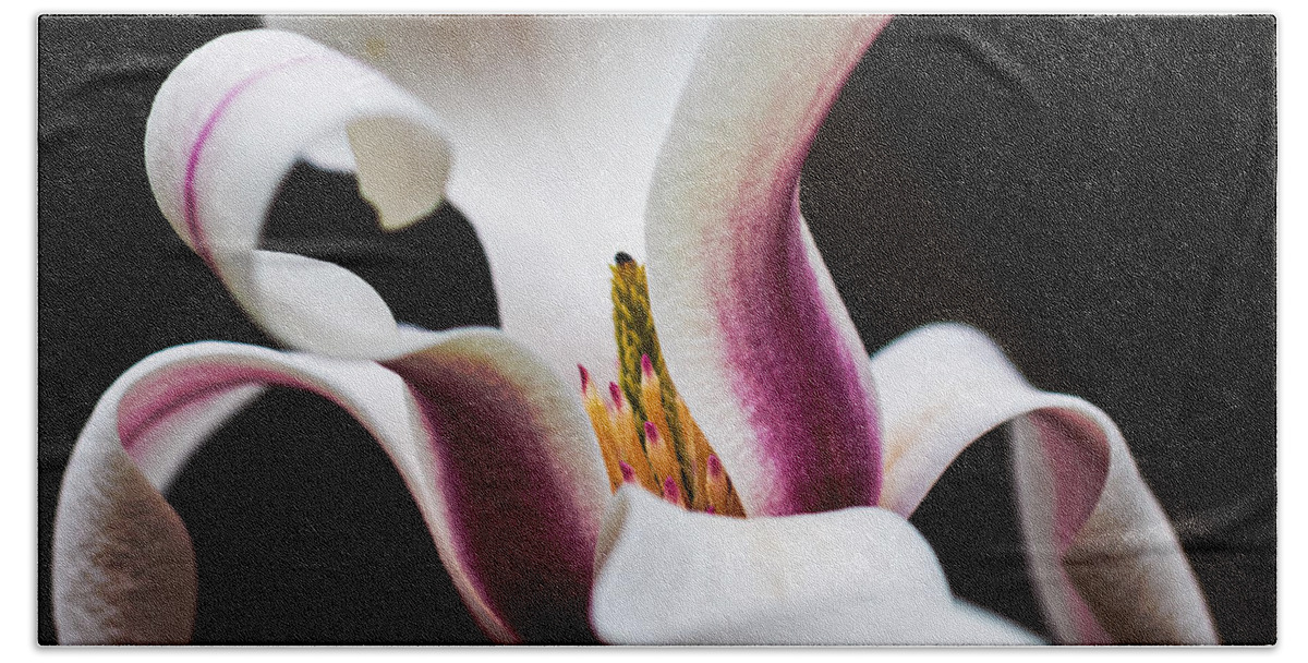 Magnolia Bath Towel featuring the photograph Magnolia Bloom by Carrie Hannigan