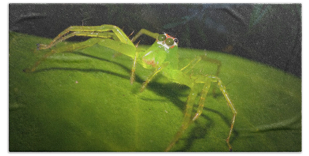 Magnolia Green Jumping Spider Bath Towel featuring the photograph Magnolia Green Jumping Spider by Mark Andrew Thomas