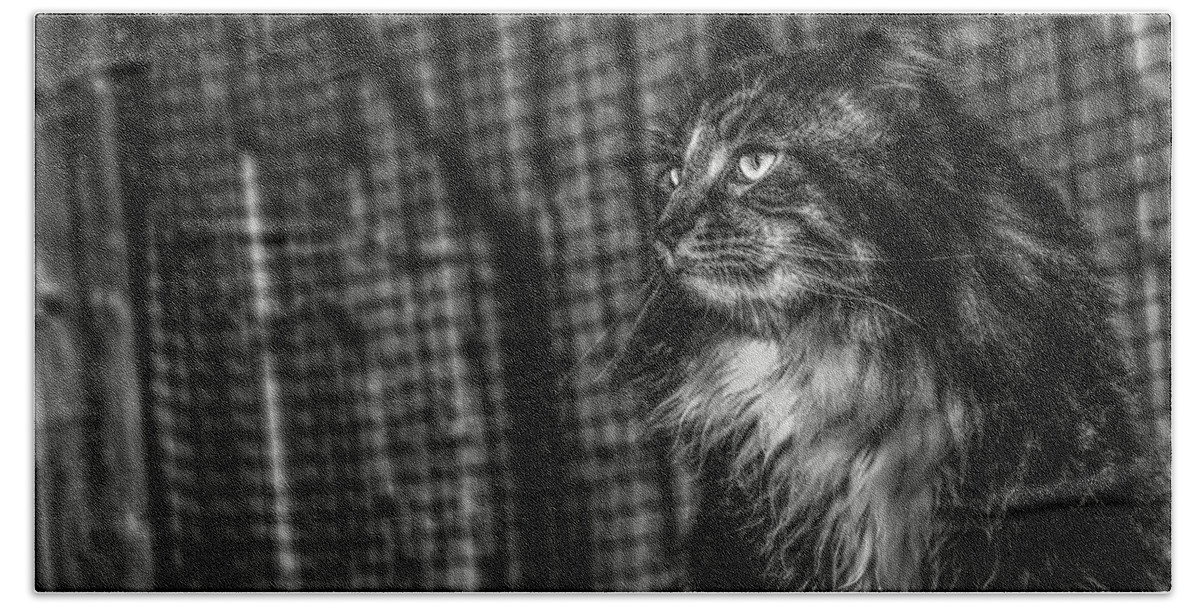 Cat Bath Towel featuring the photograph Maine Coon 2 by Jaroslav Buna
