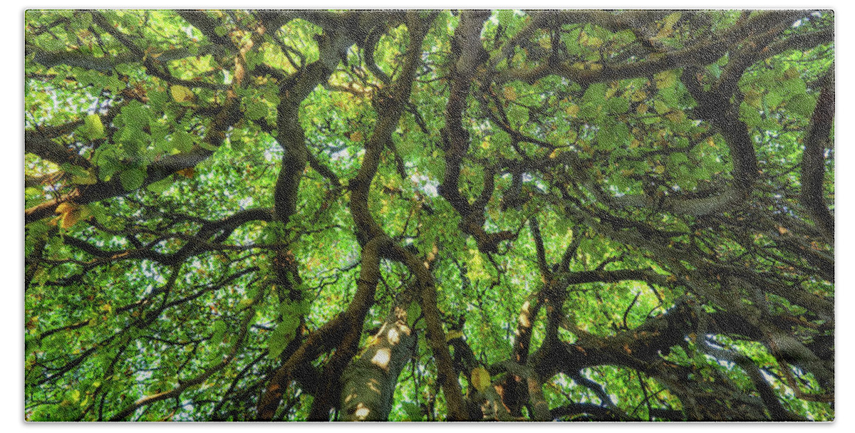 Old Bath Towel featuring the photograph Majestic Canopy Of An Old Tree by Artur Bogacki