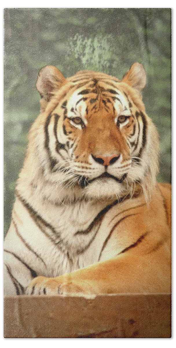 Tiger Bath Towel featuring the photograph Majestic by Lens Art Photography By Larry Trager