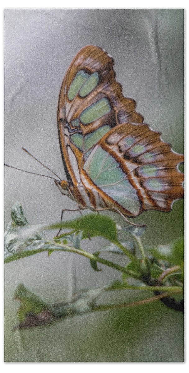 Butterfly Bath Towel featuring the photograph Malachite Butterfly Profile by Patti Deters