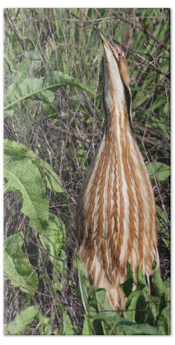 American Bittern Bath Towel featuring the photograph Male American Bittern in the Wetlands by Kathleen Bishop