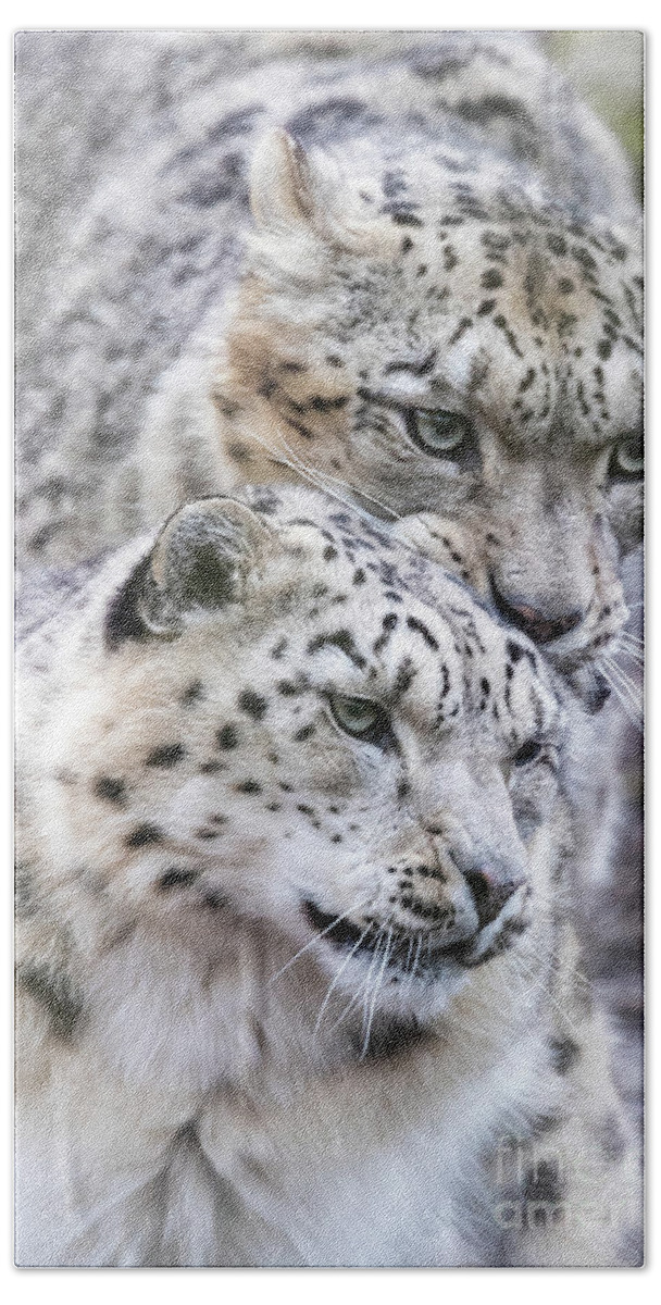 Wildlife Bath Towel featuring the photograph Male and female snow leopards, mating pair by Jane Rix