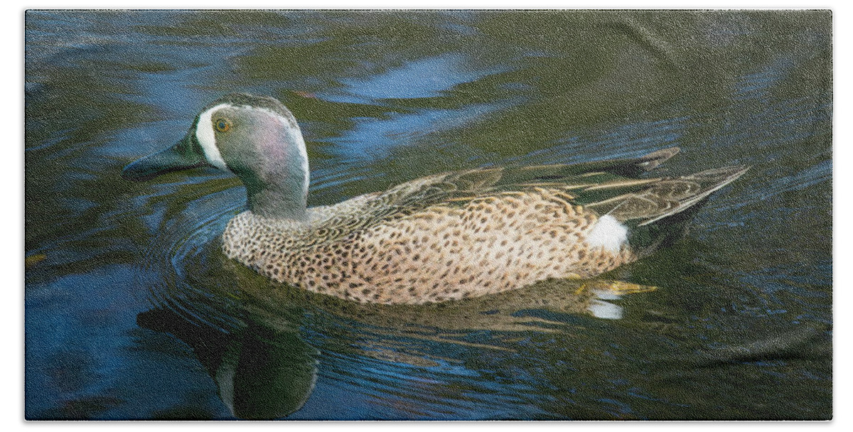 Blue Winged Teal Bath Towel featuring the photograph Male Blue Winged Teal by Mark Andrew Thomas