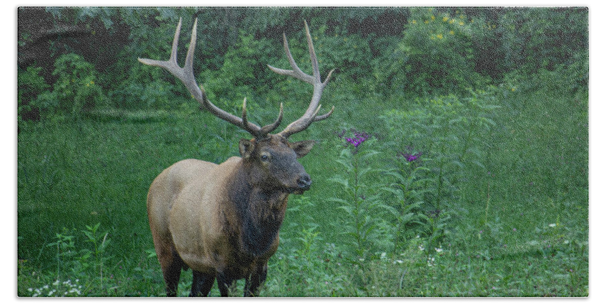 Elk Bath Towel featuring the photograph Male Elk by Cindy Robinson