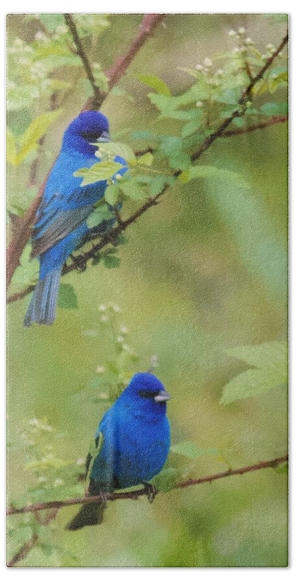 Male Indigo Buntings Hand Towel featuring the photograph Male Indigo Buntings South Carolina by Bellesouth Studio