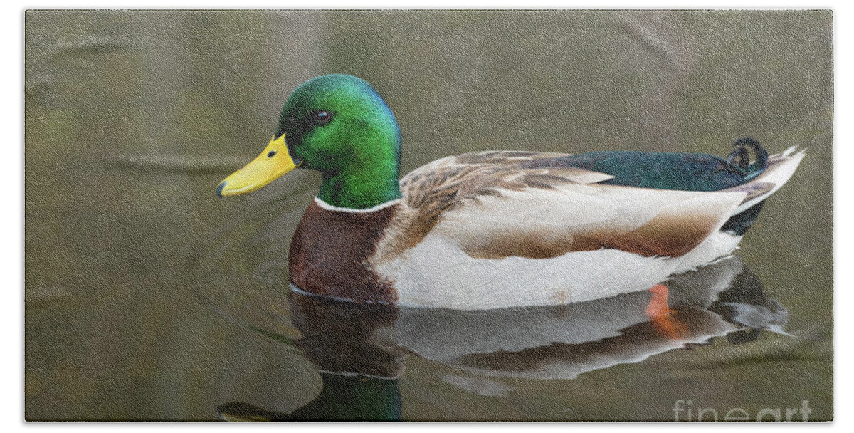 Anas Platyrhynchos Bath Towel featuring the photograph Male Mallard Duck in a Pond in Seattle by Nancy Gleason