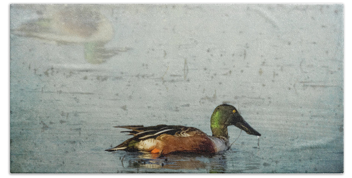 Northern Shoveler Bath Towel featuring the photograph Male Northern Shoveler and Company by Belinda Greb
