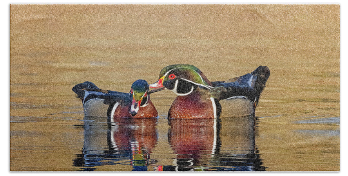 Wood Ducks Hand Towel featuring the photograph Male Wood Ducks by Susan Candelario
