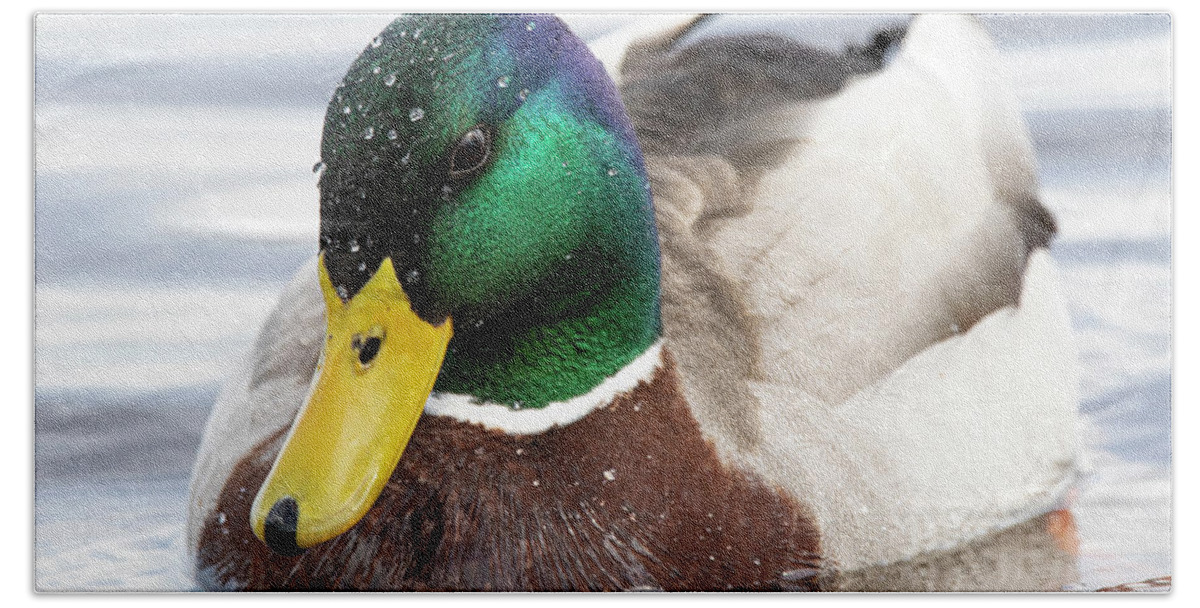 Duck Hand Towel featuring the photograph Mallard Duck on the Neuse River of Eastern North Carolina by Bob Decker