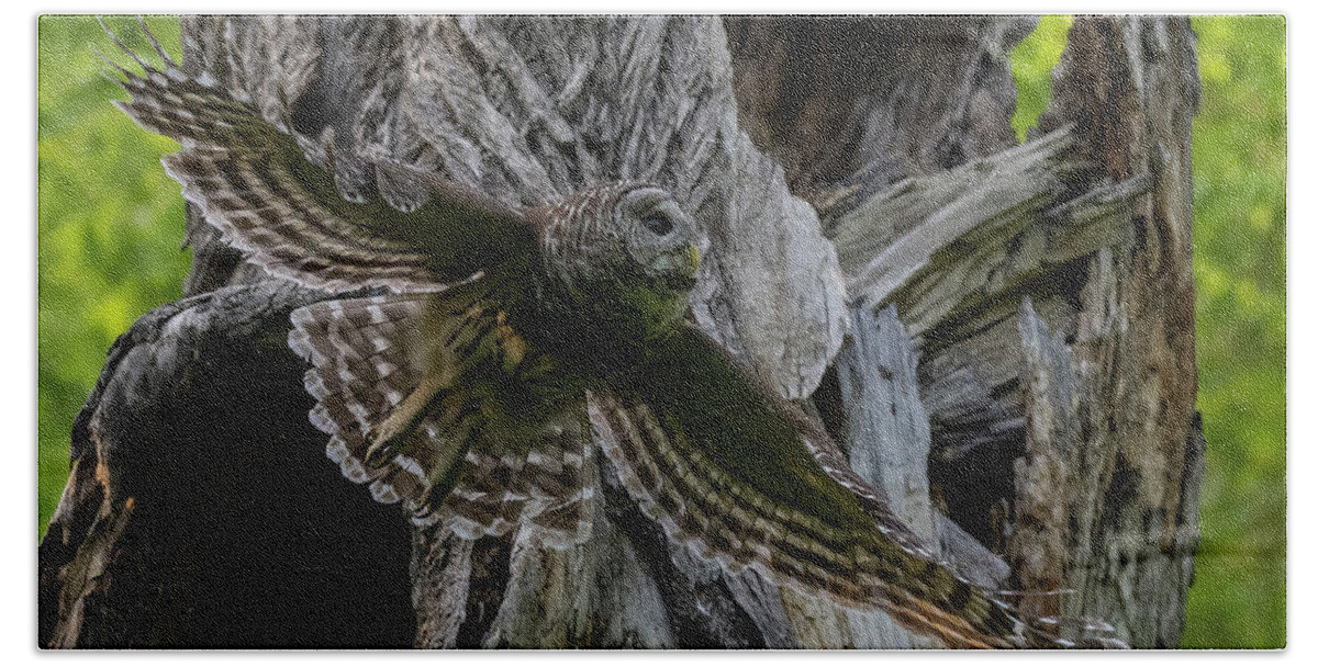 Cute Owlet Bath Towel featuring the photograph Mama Barred owl Hunting by Puttaswamy Ravishankar