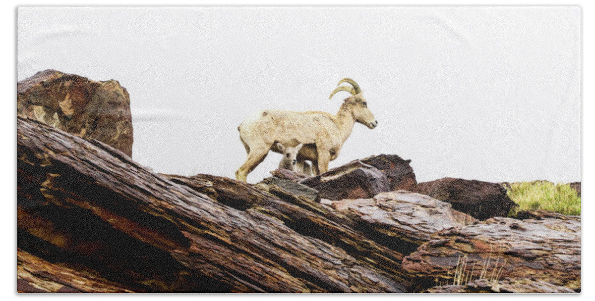 Mountain Goat Bath Towel featuring the photograph Mama Mountain Goat by Tahmina Watson