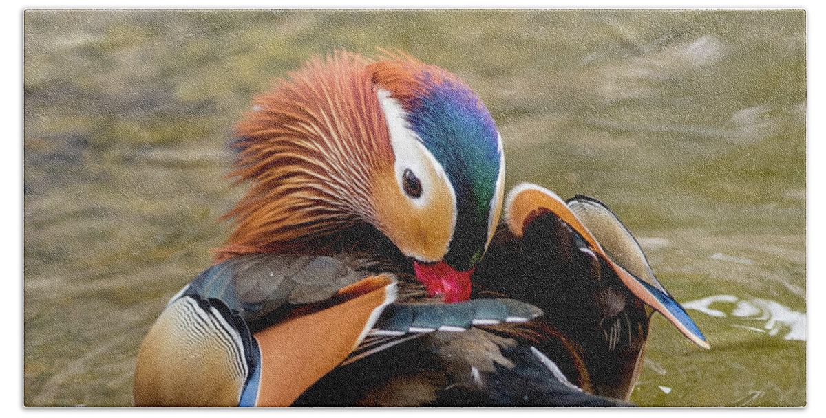 Mandarin Ducks Hand Towel featuring the photograph Mandarin Duck Preening Feathers by Judi Dressler