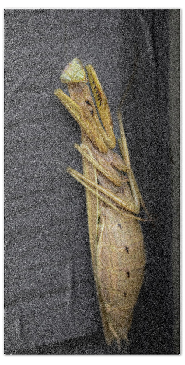 Boise Idaho Bath Towel featuring the photograph Mantis by Mark Mille