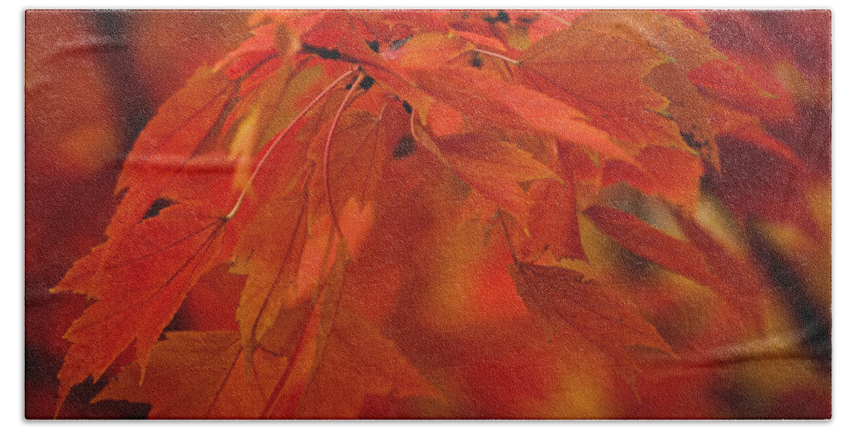 Autumn Bath Towel featuring the photograph Maple Leaves I by Norman Reid