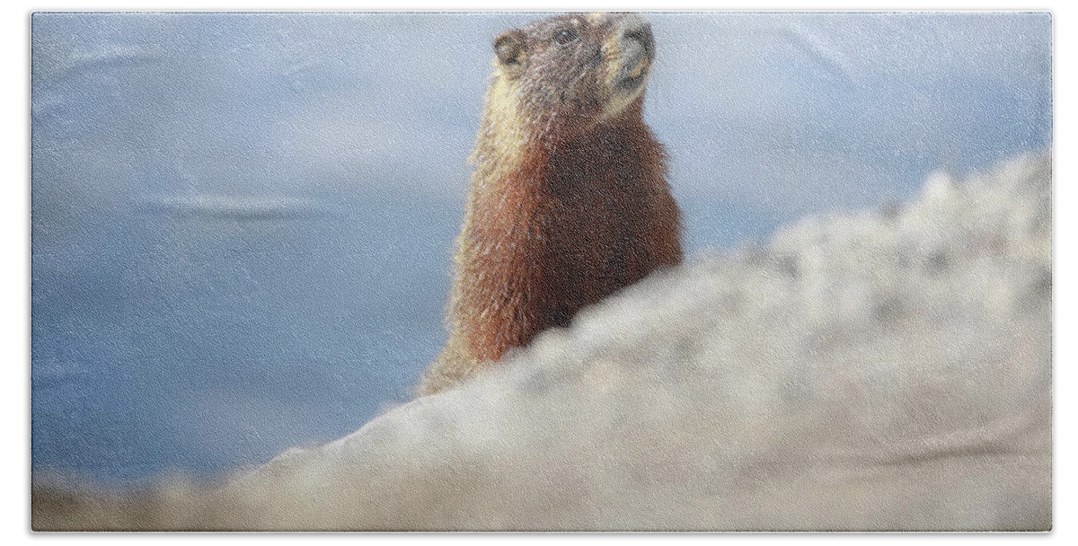 Marmot Hiding Bath Towel featuring the photograph Marmot Hiding by Dan Sproul