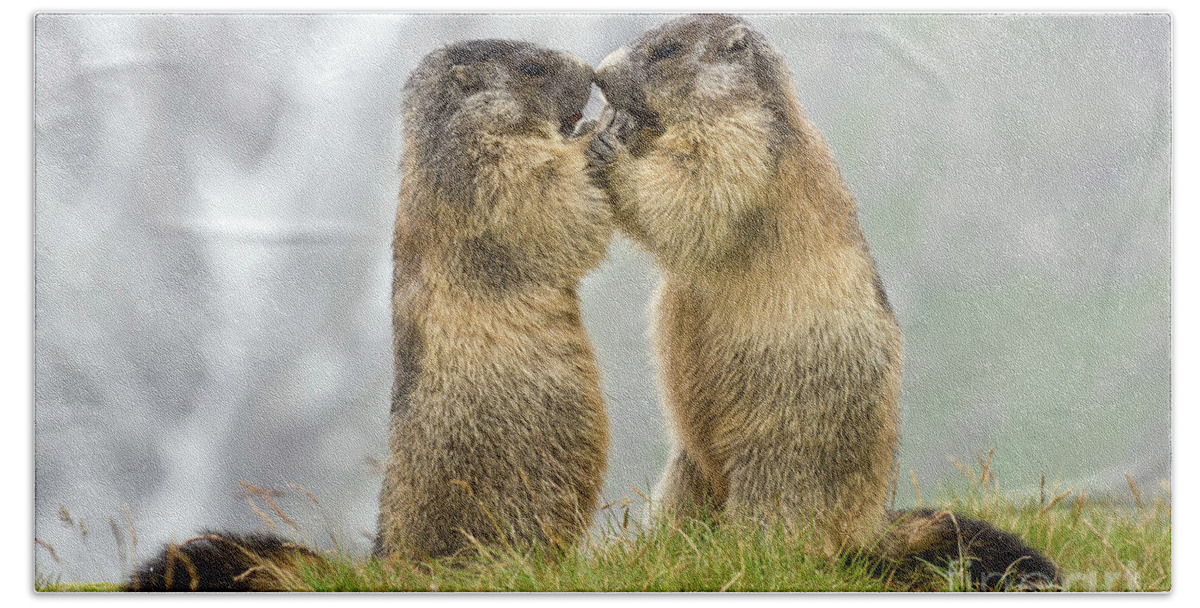 70032360 Bath Towel featuring the photograph Marmots Nose to Nose by Willi Rolfes
