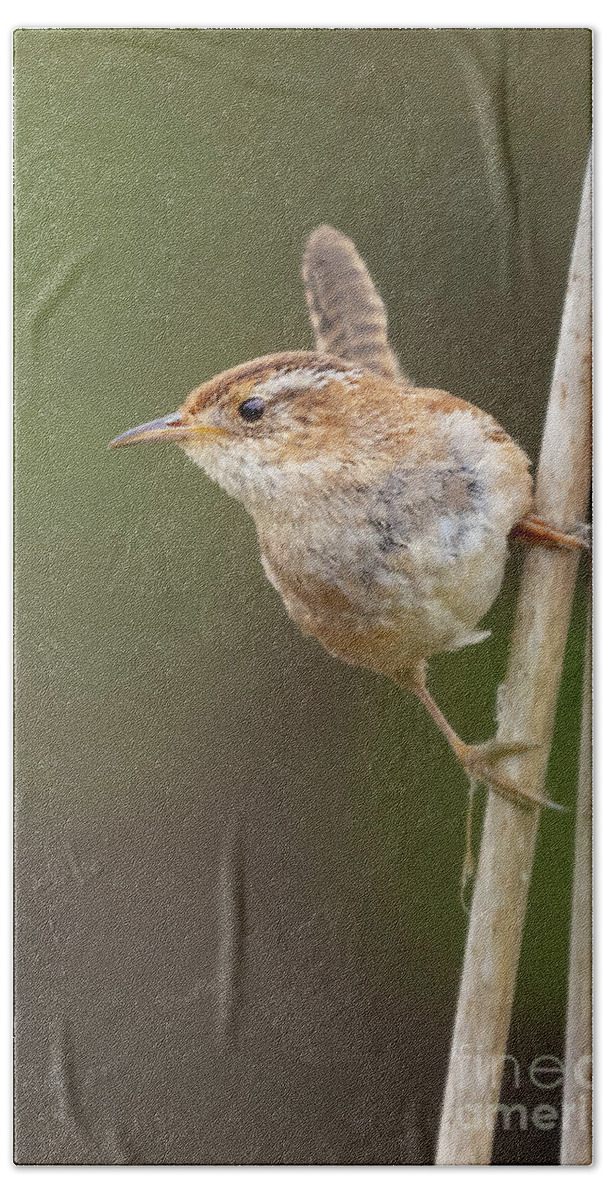 Cattail Bath Towel featuring the photograph Marsh Wren Perches on Reeds #3 by Nancy Gleason