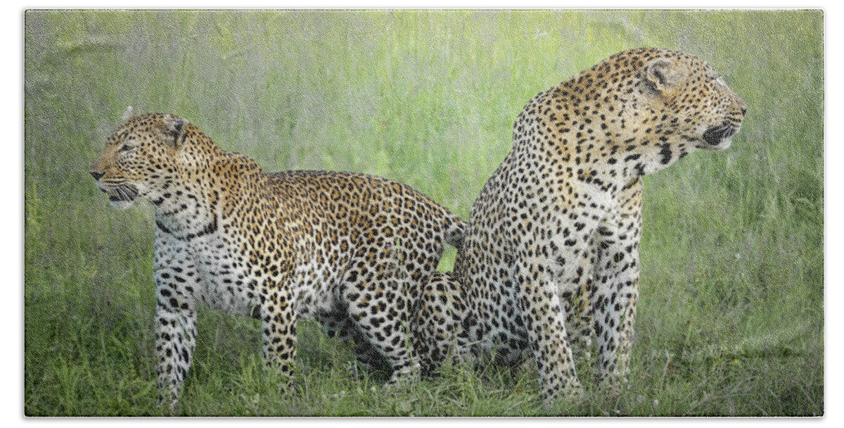 Leopards Bath Towel featuring the photograph Mating Leopard Pair One by Rebecca Herranen