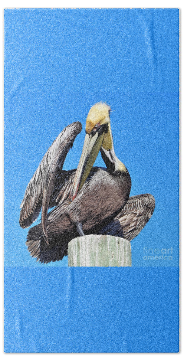 Pelican Bath Towel featuring the photograph Brown pelican sunning and preening by Joanne Carey
