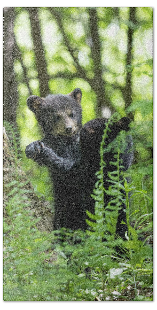 Bear Hand Towel featuring the photograph May I Have This Dance by Everet Regal