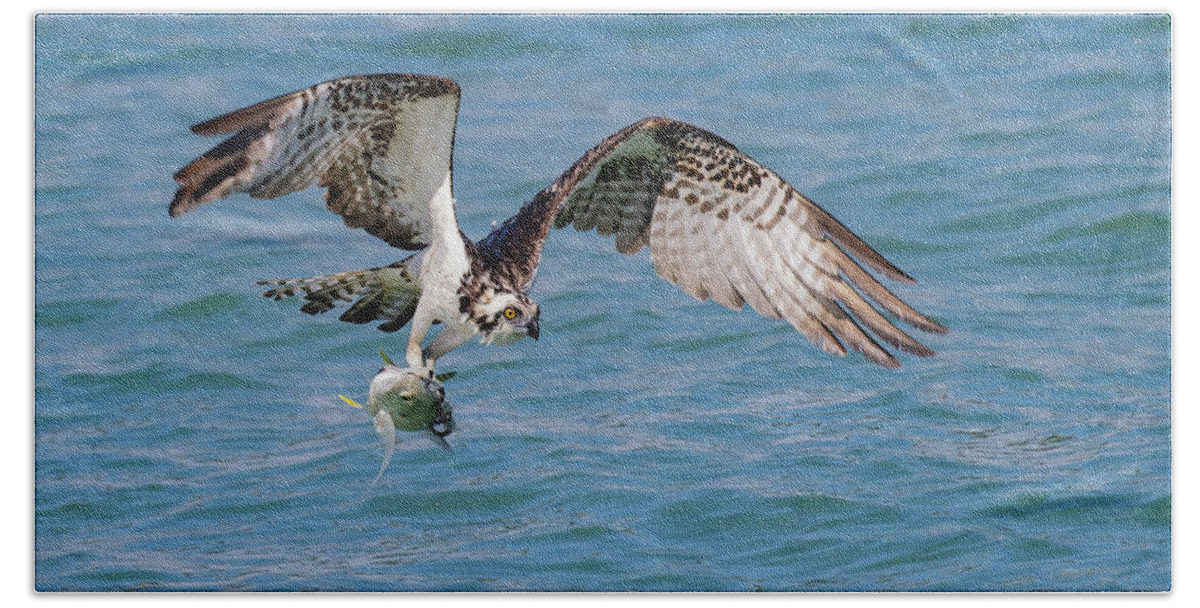 Osprey Hand Towel featuring the photograph Catch of the Day by RD Allen