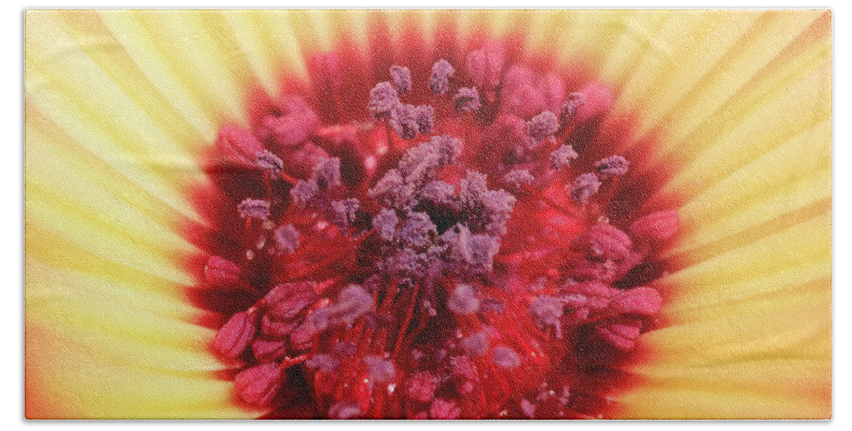 Mesembryanthemum Bath Towel featuring the photograph Mesembryanthemum Square by Terri Waters
