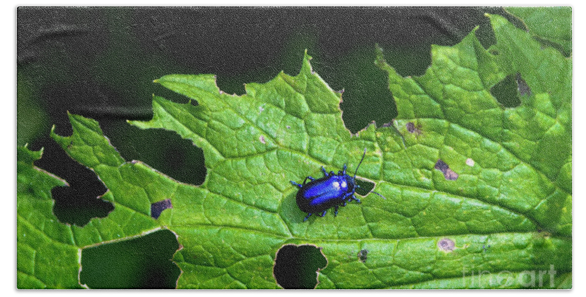 Agriculture Bath Towel featuring the photograph Metallic Blue Leaf Beetle On Green Leaf With Holes by Andreas Berthold