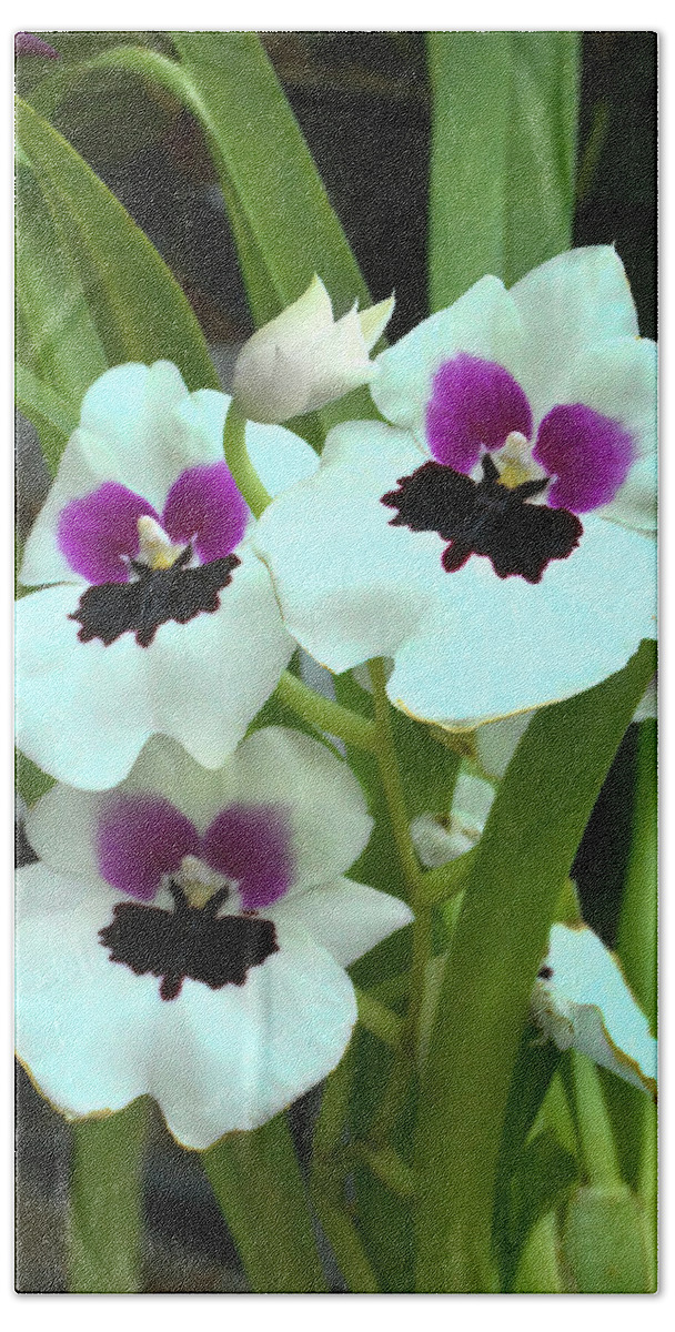 Orchid Hand Towel featuring the photograph Militonia Pansy Orchid by Jerry Griffin