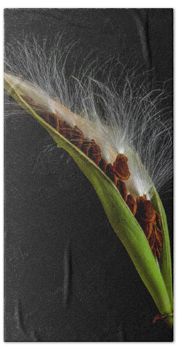 Milkweed Bath Towel featuring the photograph Milkweed Pod 3 by Endre Balogh