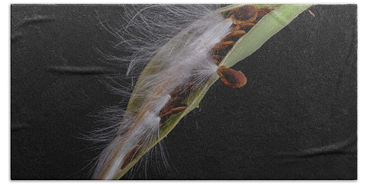 Milkweed Bath Towel featuring the photograph Milkweed Pod 4 by Endre Balogh