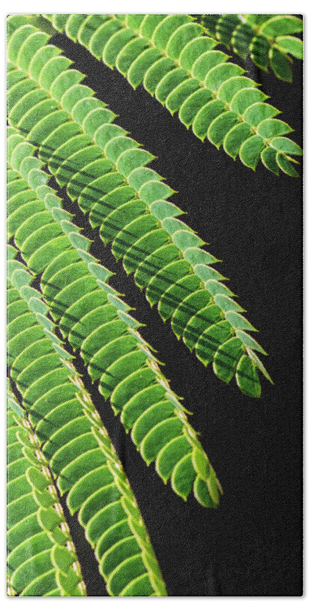 Mimosa Bath Towel featuring the photograph Mimosa Leaves Against Black by Bob Decker