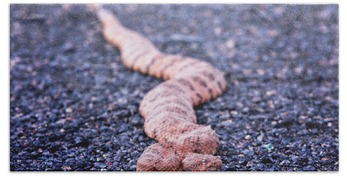 Arizona Bath Towel featuring the photograph Mohave rattlesnake-#7980 by Jack and Darnell Est