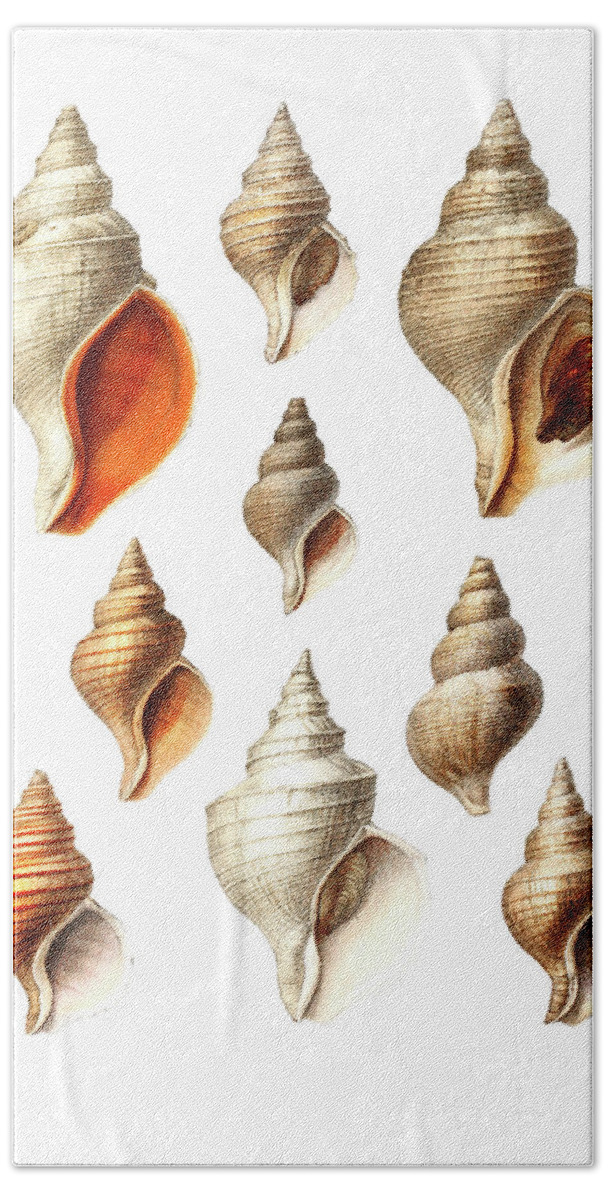 Molluscs Hand Towel featuring the drawing Molluscs of the Northern Seas by Mango Art