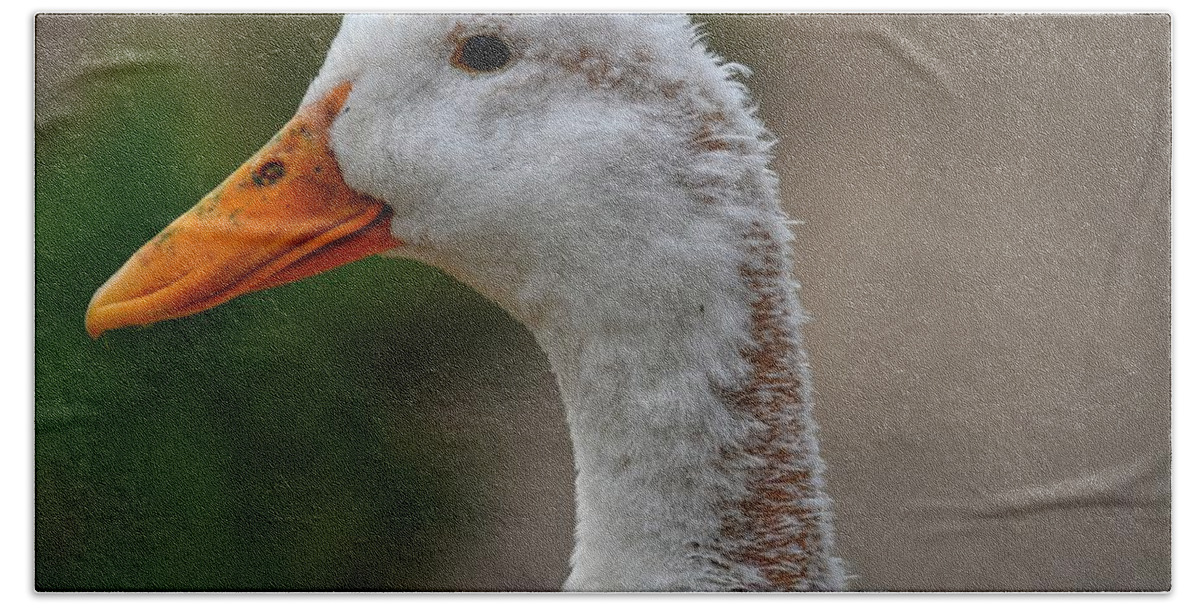 Photo Hand Towel featuring the photograph Molting Duck by Evan Foster