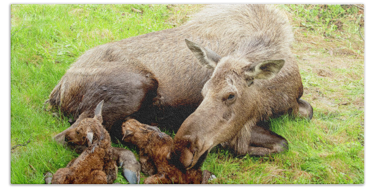 Natanson Bath Towel featuring the photograph Mom and Babies by Steven Natanson