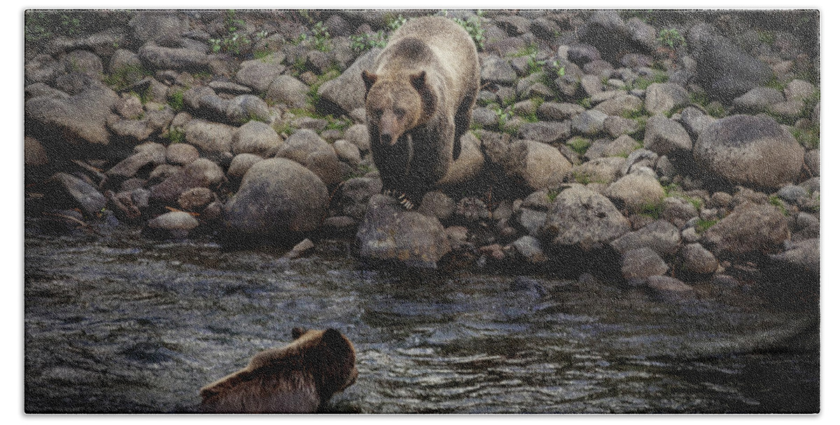 Grizzly Bath Towel featuring the photograph Moma Bear Scolding Baby Bear by Craig J Satterlee