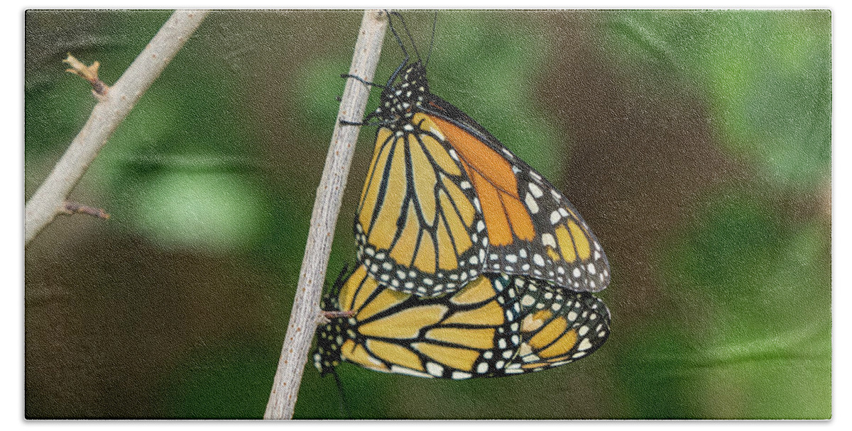 Butterflies Bath Towel featuring the photograph Monarch Butterflies by Wesley Aston